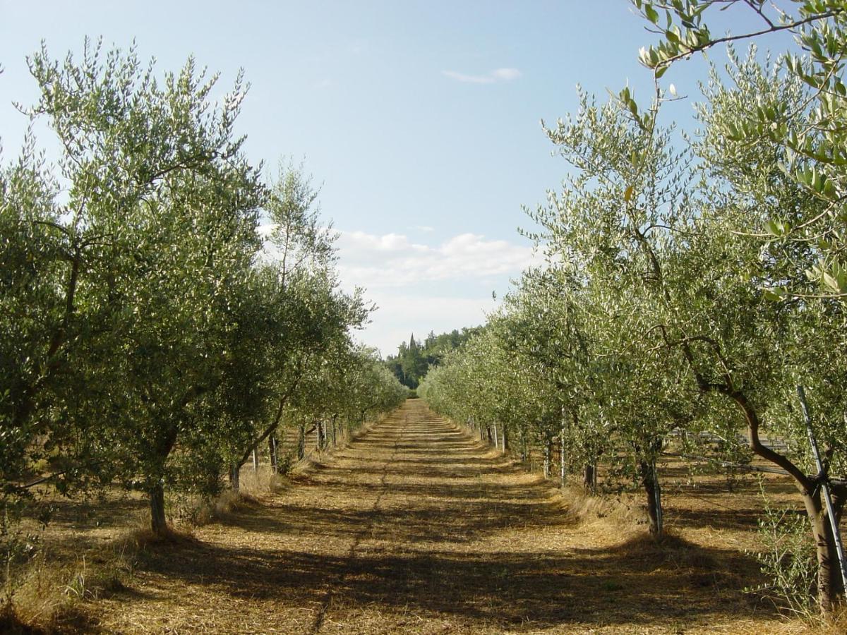 Agriturismo Il Selvino Terricciola ภายนอก รูปภาพ